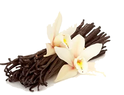 Vanilla
