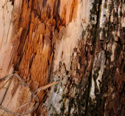 Amberwood