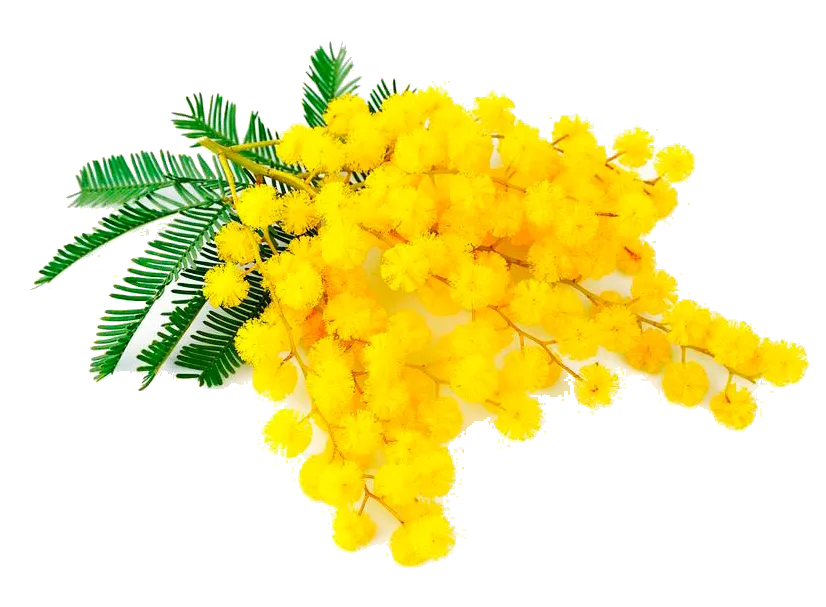 Mimosa