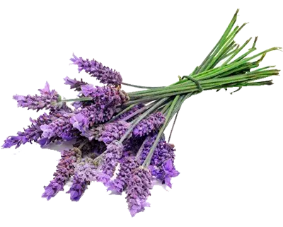 Lavander