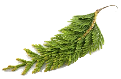 Cypress