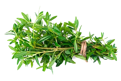 Thyme