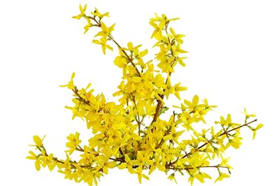 Galbanum