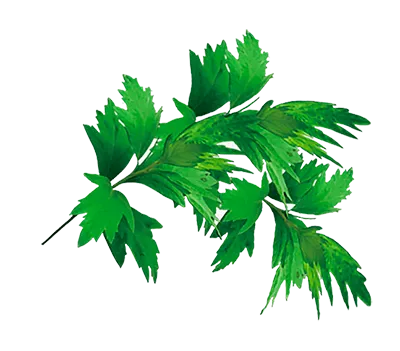 Artemisa Leaves