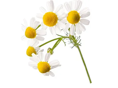 Chamomile