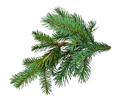 Fir