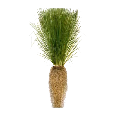 Vetiver