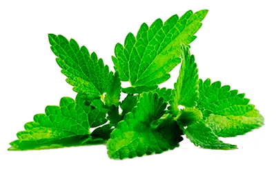 Patchouli