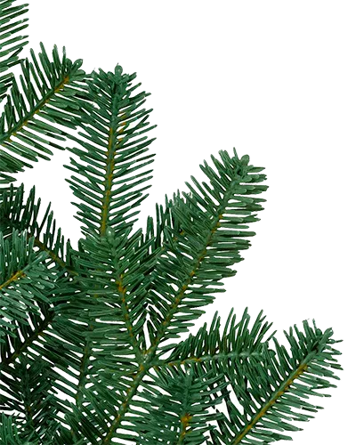Balsam Fir