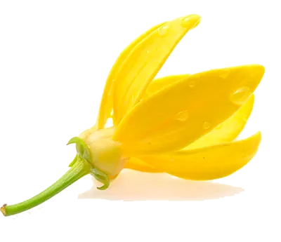 Ylang-Ylang