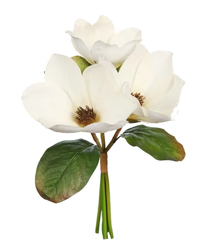 Magnolia