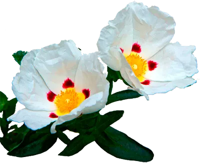 Labdanum